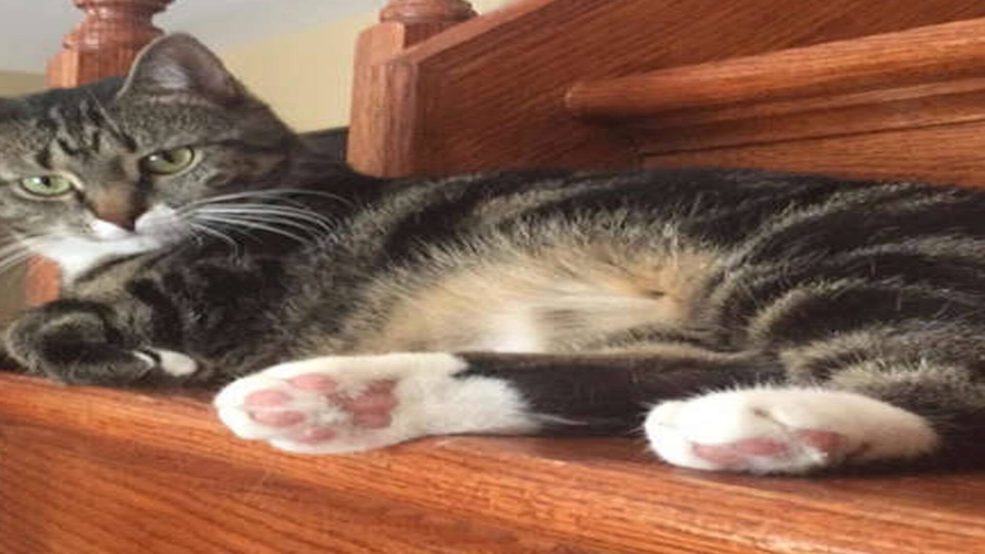 Instinto natural. Ella dormía, su gata la despertó en el momento justo y evitó una tragedia