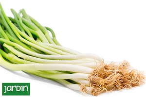 Uno de los ingredientes más versátiles de la cocina japonesa que es muy fácil de cultivar en casa
