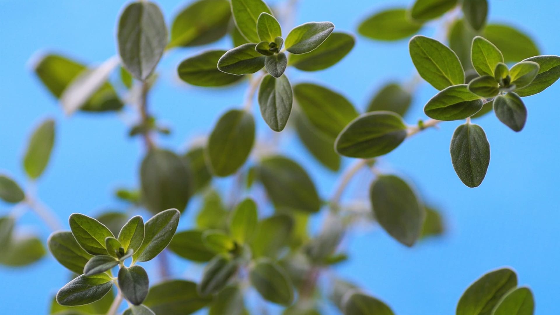 Una planta alivia el dolor menstrual de manera natural