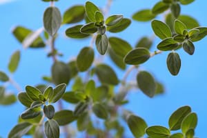 Una planta alivia el dolor menstrual de manera natural