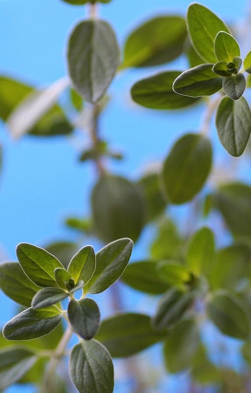Una planta alivia el dolor menstrual de manera natural