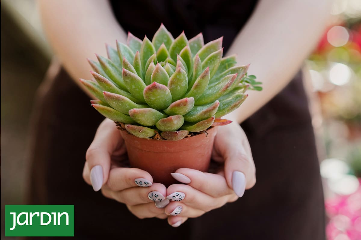 Dime qué follaje tienen tus plantas y te diré qué necesitan