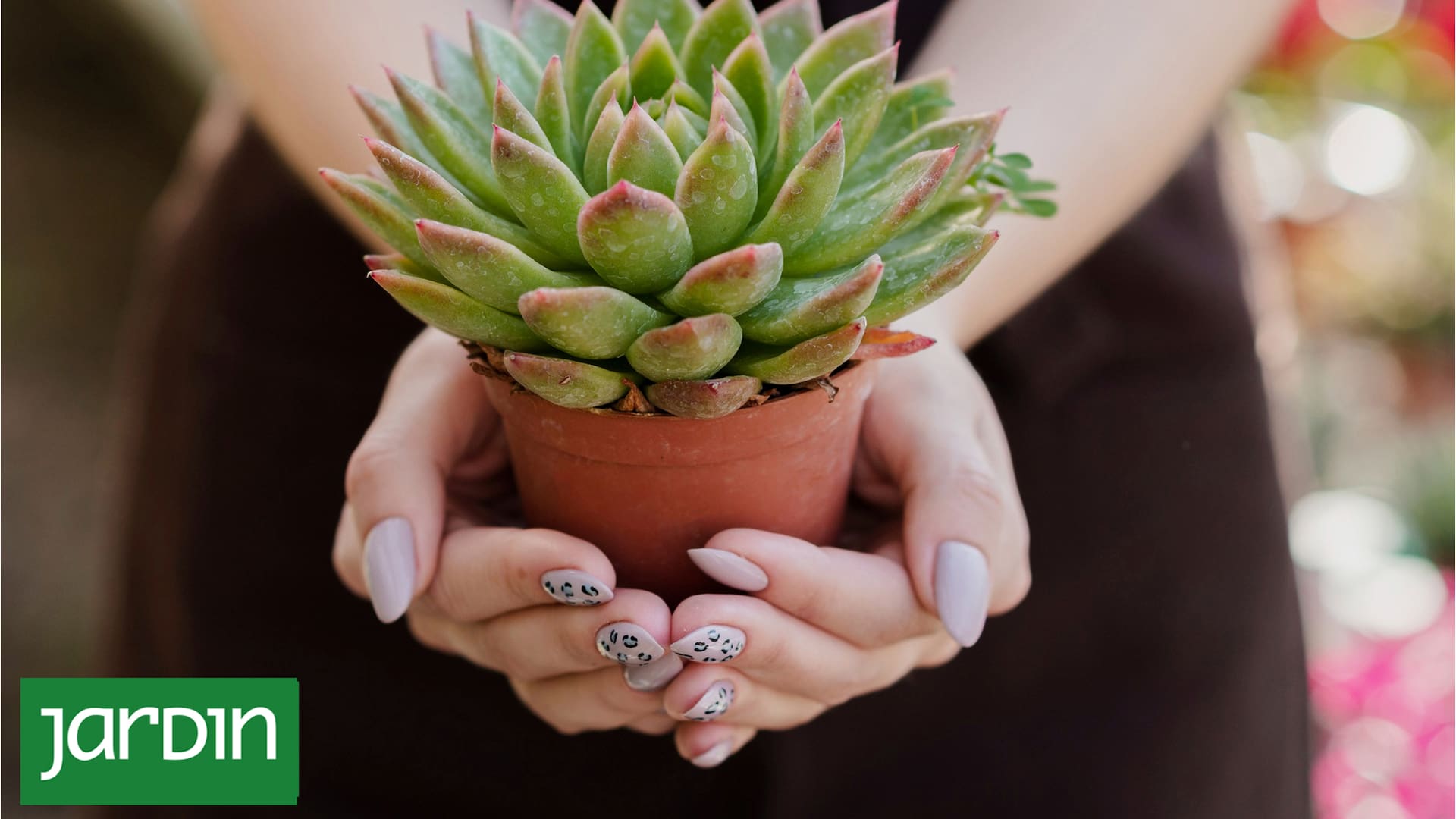 Dime qué follaje tienen tus plantas y te diré qué necesitan
