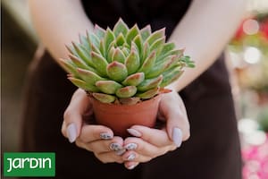 Dime qué follaje tienen tus plantas y te diré qué necesitan