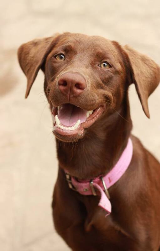 Labradora rebelde. No podía pasear con su perro hasta que comprendió por qué