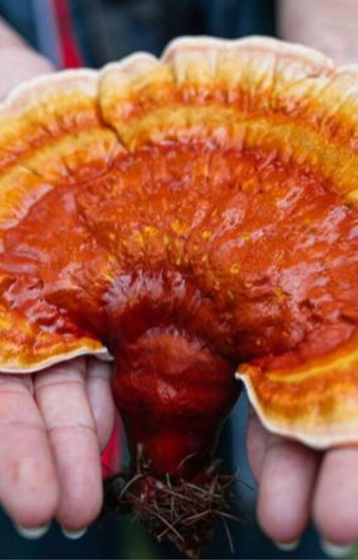 Qué son los hongos medicinales de los que habla todo el mundo