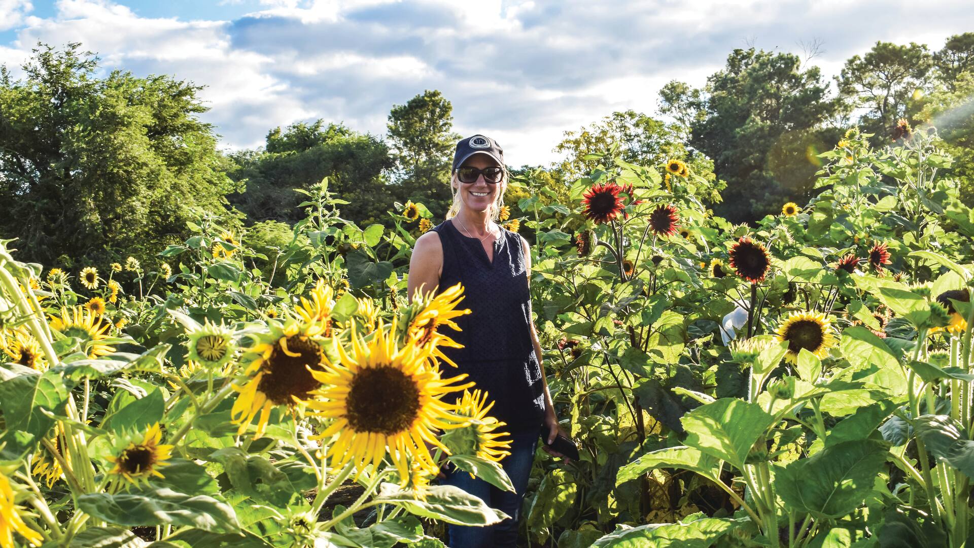 Cómo cultivar tus propios girasoles en el jardín