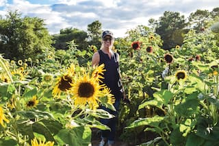 ¿Cómo cultivar girasoles en tu jardín?