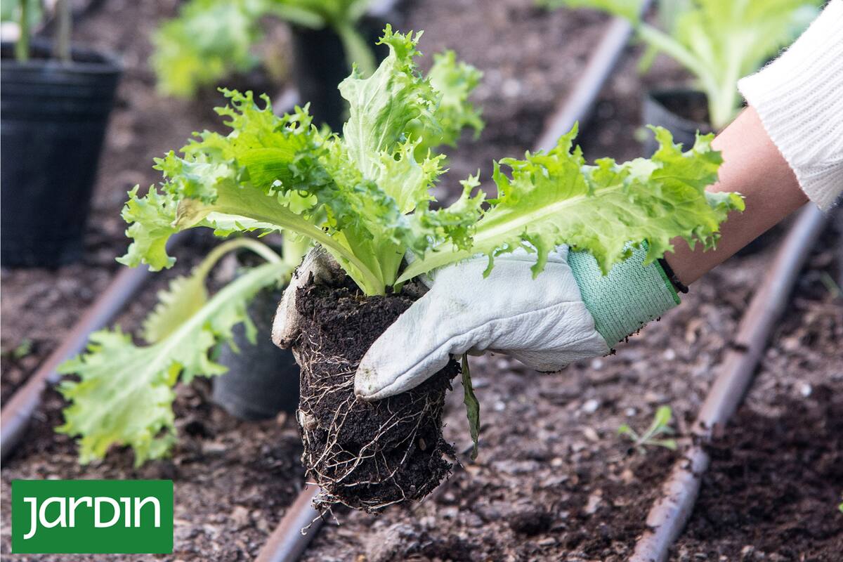 Mejorá tu huerta y tu jardín con esta práctica que te va a sorprender por todos sus beneficios