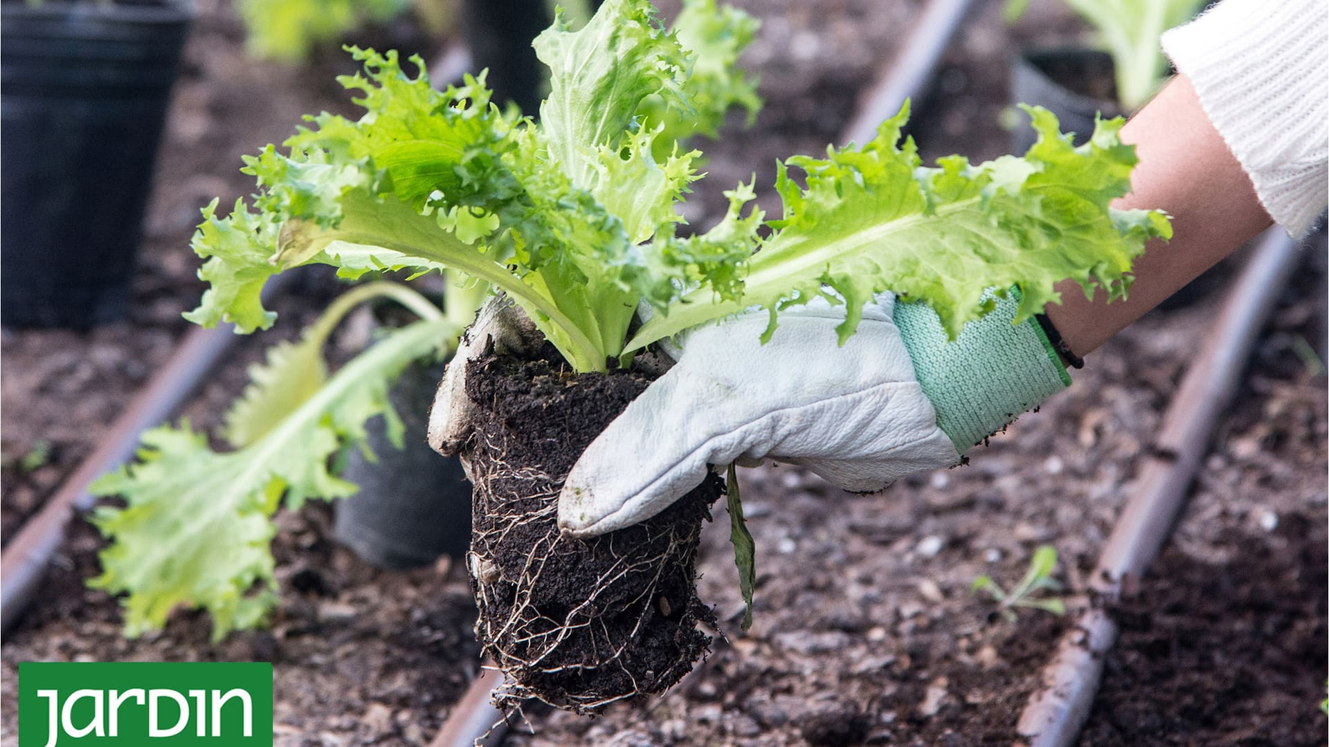 Mejorá tu huerta y tu jardín con esta práctica que te va a sorprender por todos sus beneficios