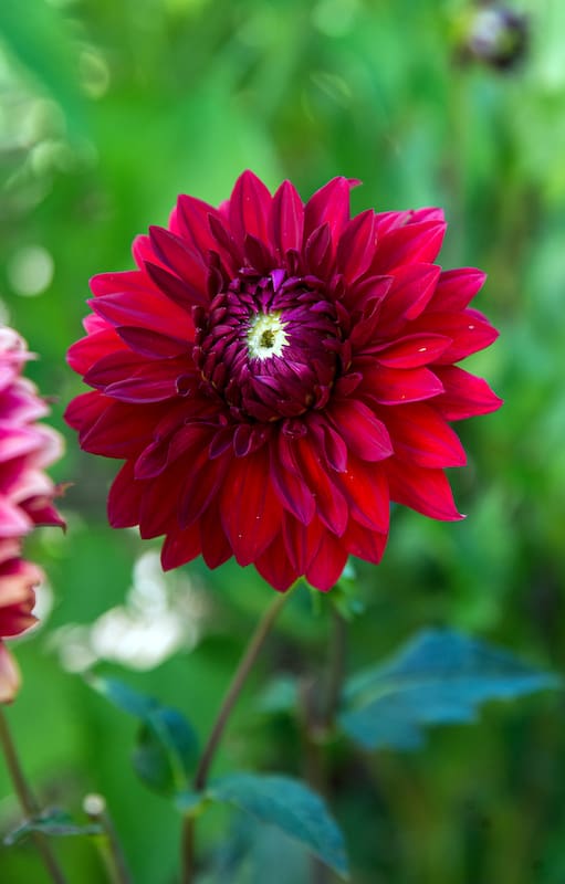 Cómo cuidar las dalias para que florezcan todo el verano y lleguen hermosas al otoño