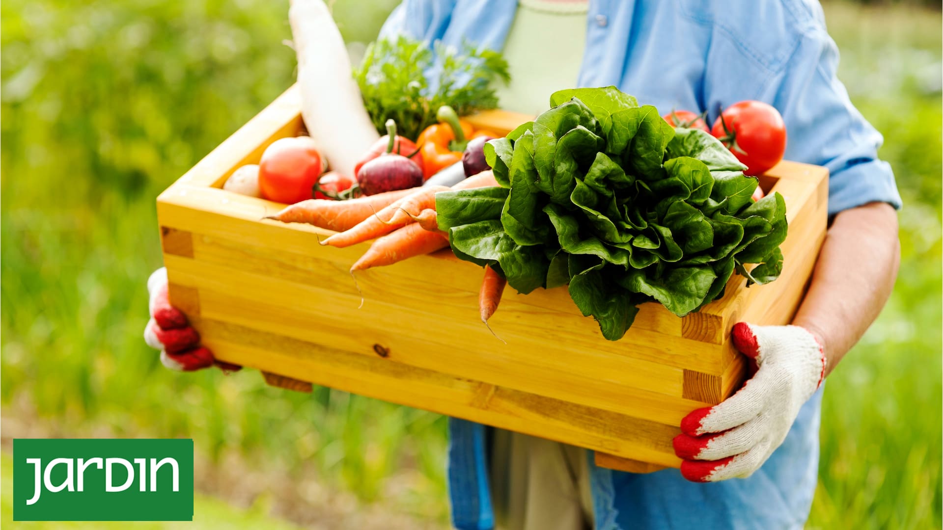 Seis verduras que puedo sumar a la huerta para comer saludable
