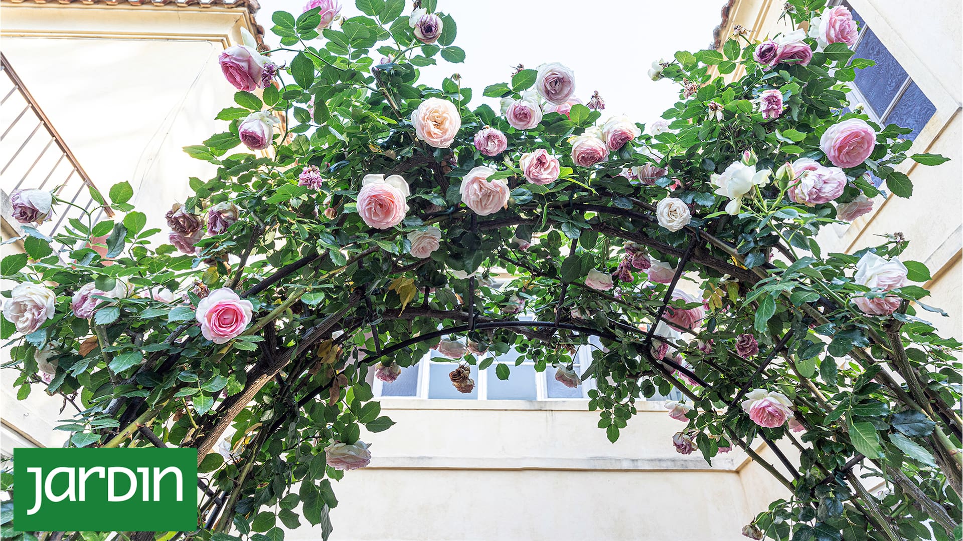 8 enredaderas con mucho encanto que llenarán de perfume tu jardín