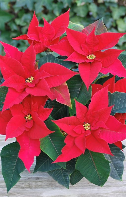 ¿Buscás ideas para decorar tu casa en estas fiestas? Atención con estas dos plantas que son sinónimo de Navidad