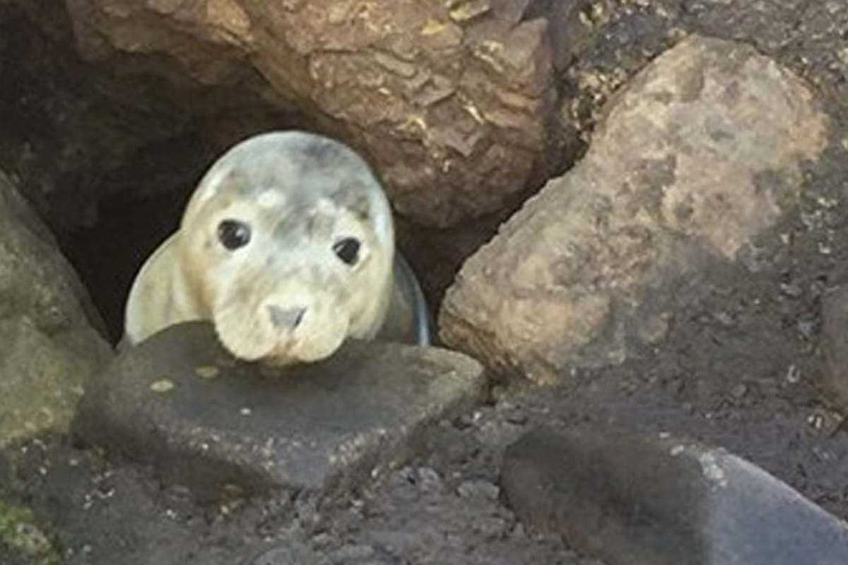 Rescate. Pensaron que estaba tomando sol en las rocas, pero necesitaba ayuda