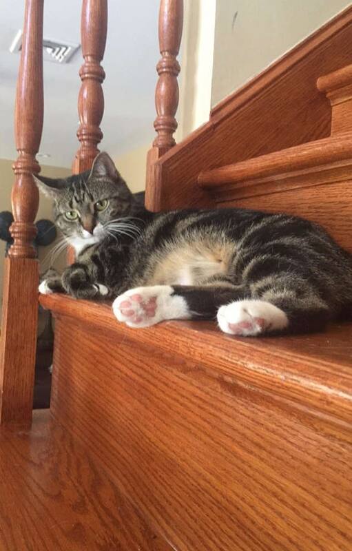 Instinto natural. Ella dormía, su gata la despertó en el momento justo y evitó una tragedia