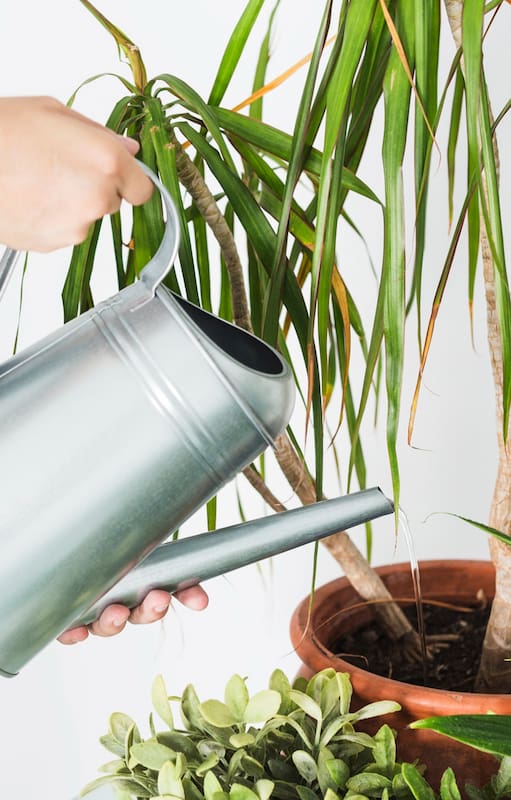 Trucos virales: Regar las plantas con agua de arroz, café o leche, ¿genialidad o locura?