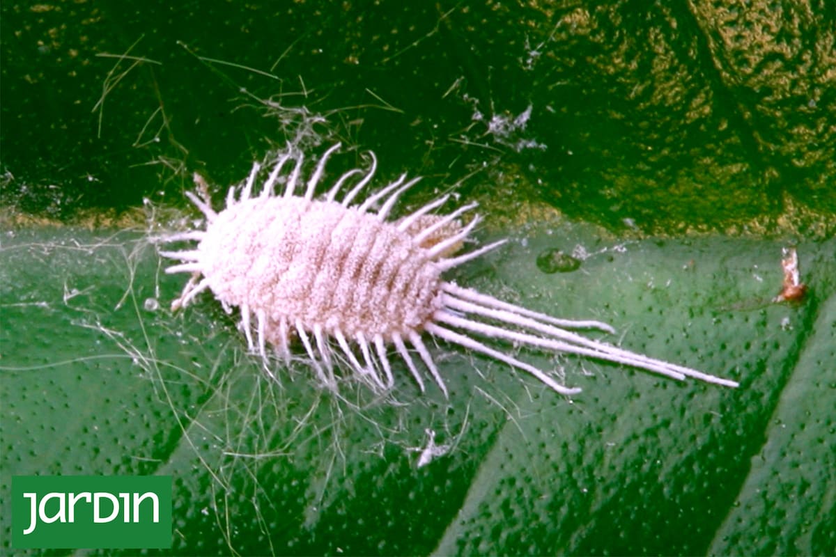 Cochinilla algodonosa: Cómo eliminar la plaga silenciosa que amenaza tus plantas