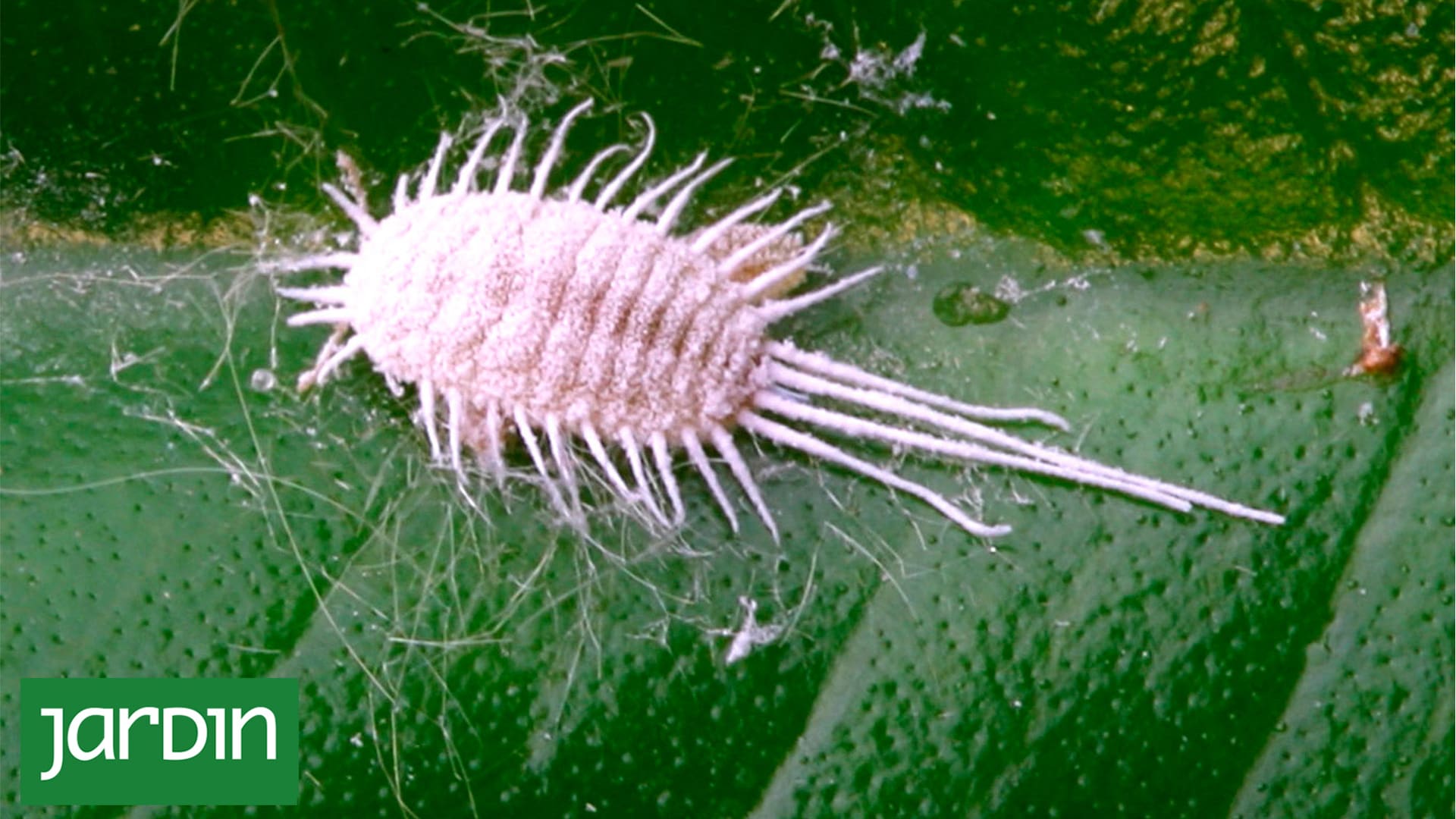 Cochinilla algodonosa: Cómo eliminar la plaga silenciosa que amenaza tus plantas