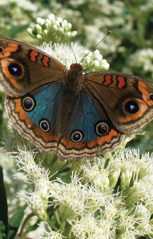 Paseos: un jardín de mariposas a cielo abierto en pleno corazón de la Ciudad