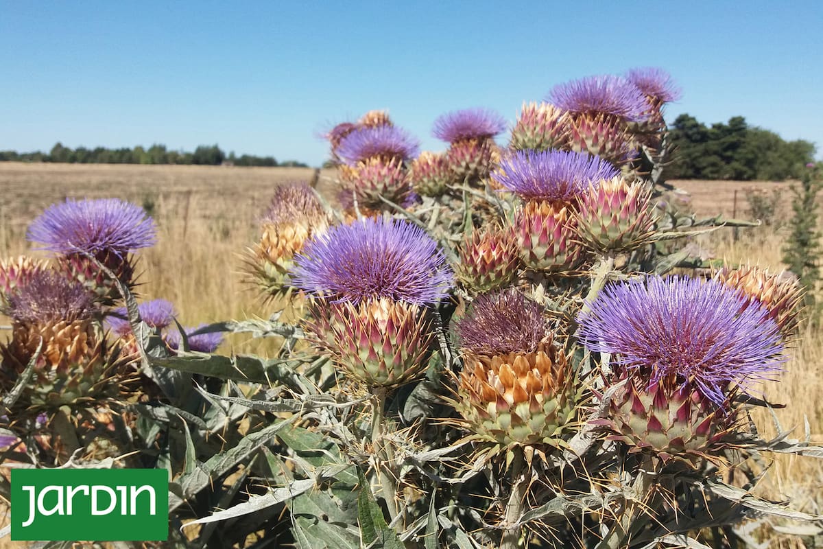 Las plantas que antes arrancábamos por molestas y ahora son tendencia en los jardines