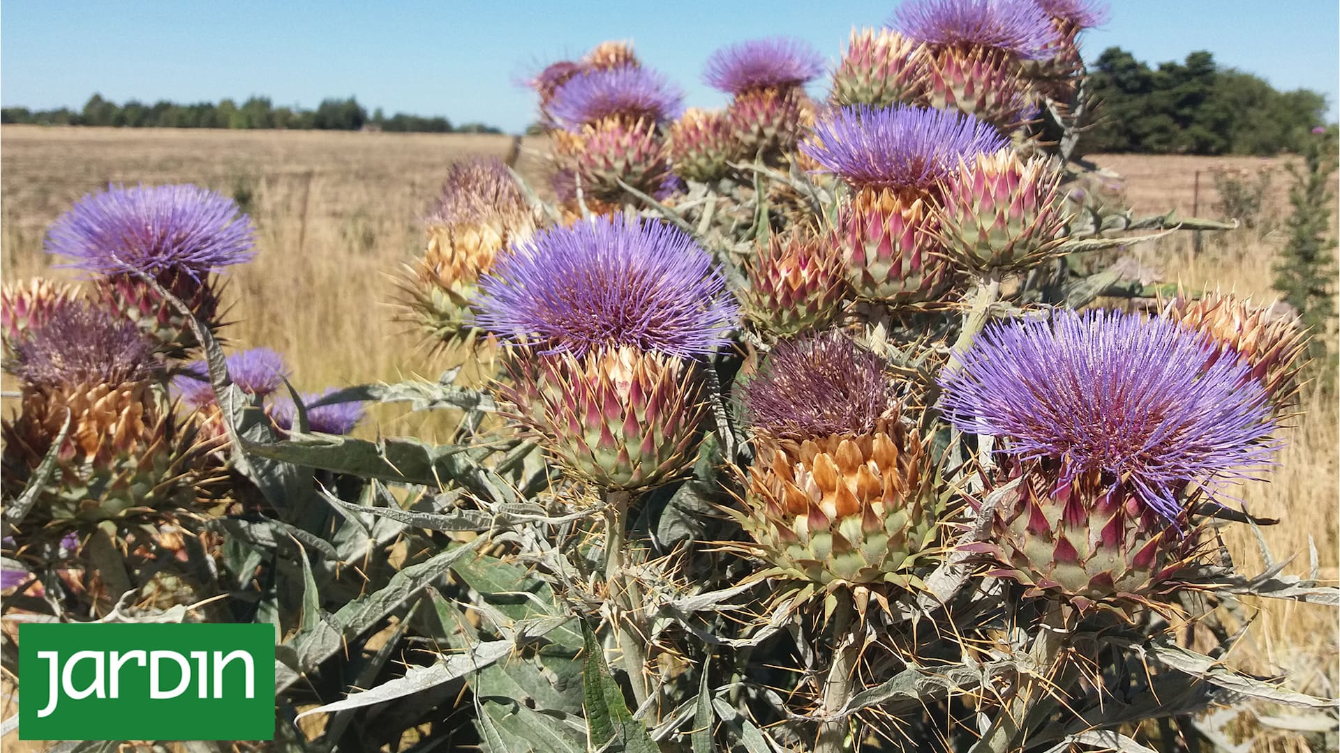 Las plantas que antes arrancábamos por molestas y ahora son tendencia en los jardines