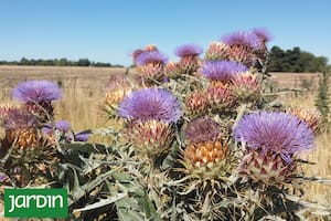 Las plantas que antes arrancábamos por molestas y ahora son tendencia en los jardines
