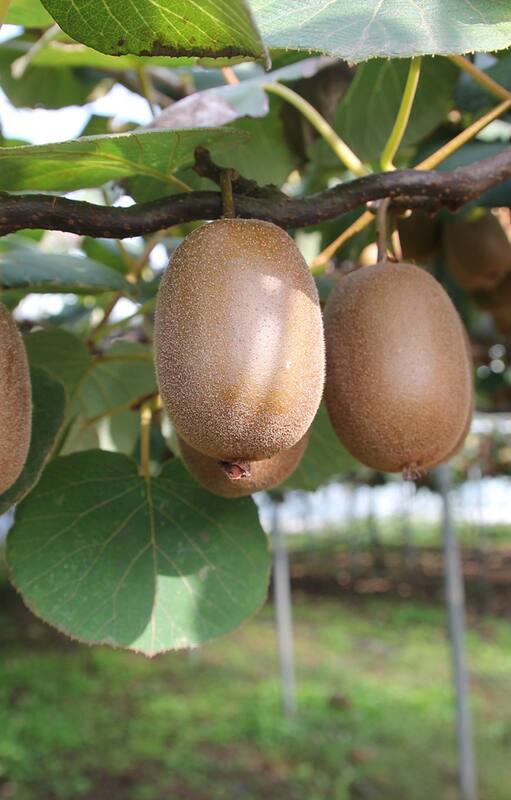 Cómo armar un techo comestible para protegerte del sol este verano