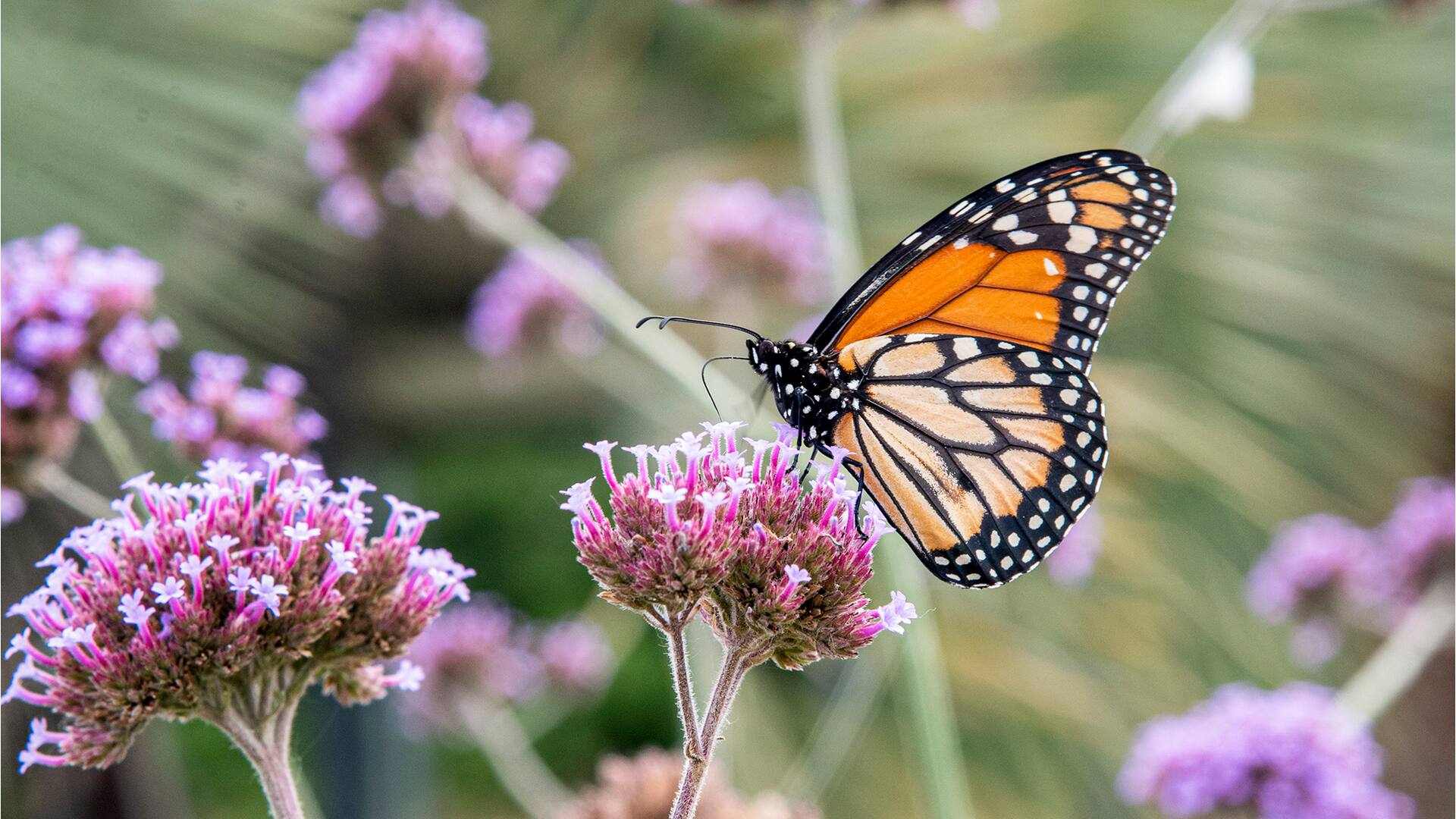 5 plantas nativas imprescindibles para empezar a tener un jardín silvestre
