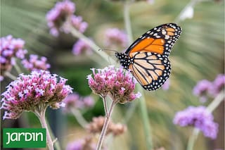 5 plantas imprescindibles para un jardín silvestre sin complicaciones