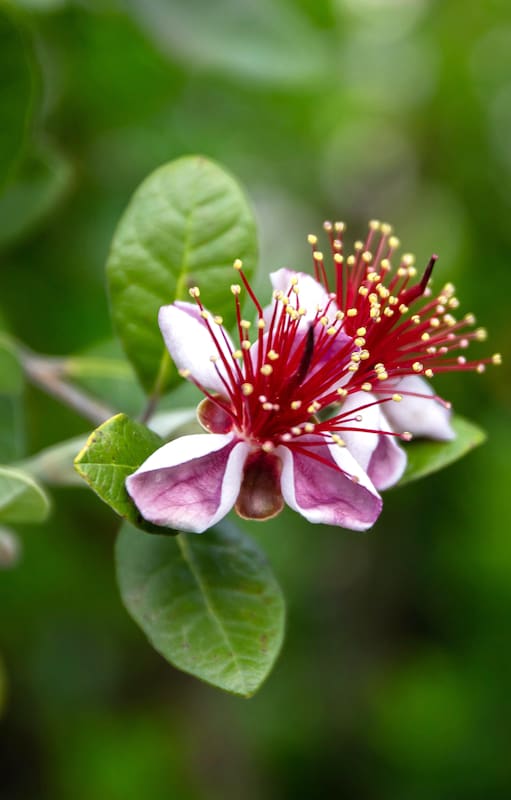 6 árboles nativos para sumar a tu jardín