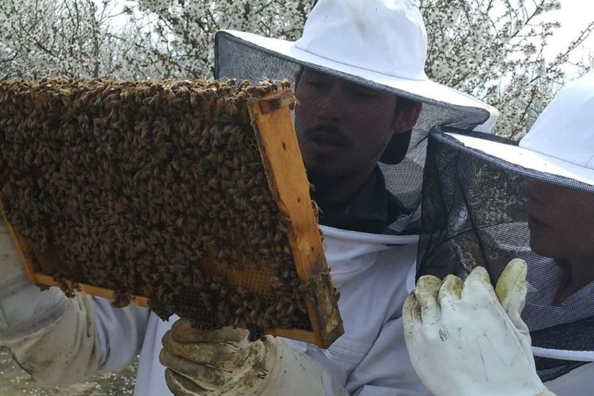 Matías Viel, entrenador de abejas