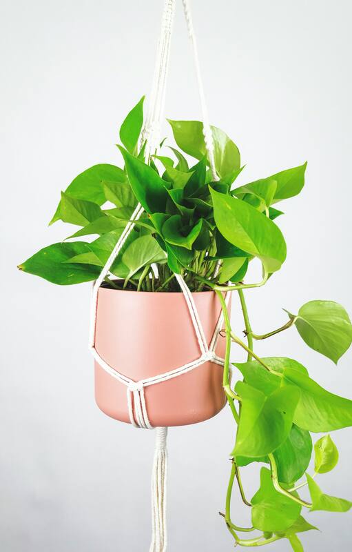 Estas plantas de interior protegen tu casa de la humedad y el moho