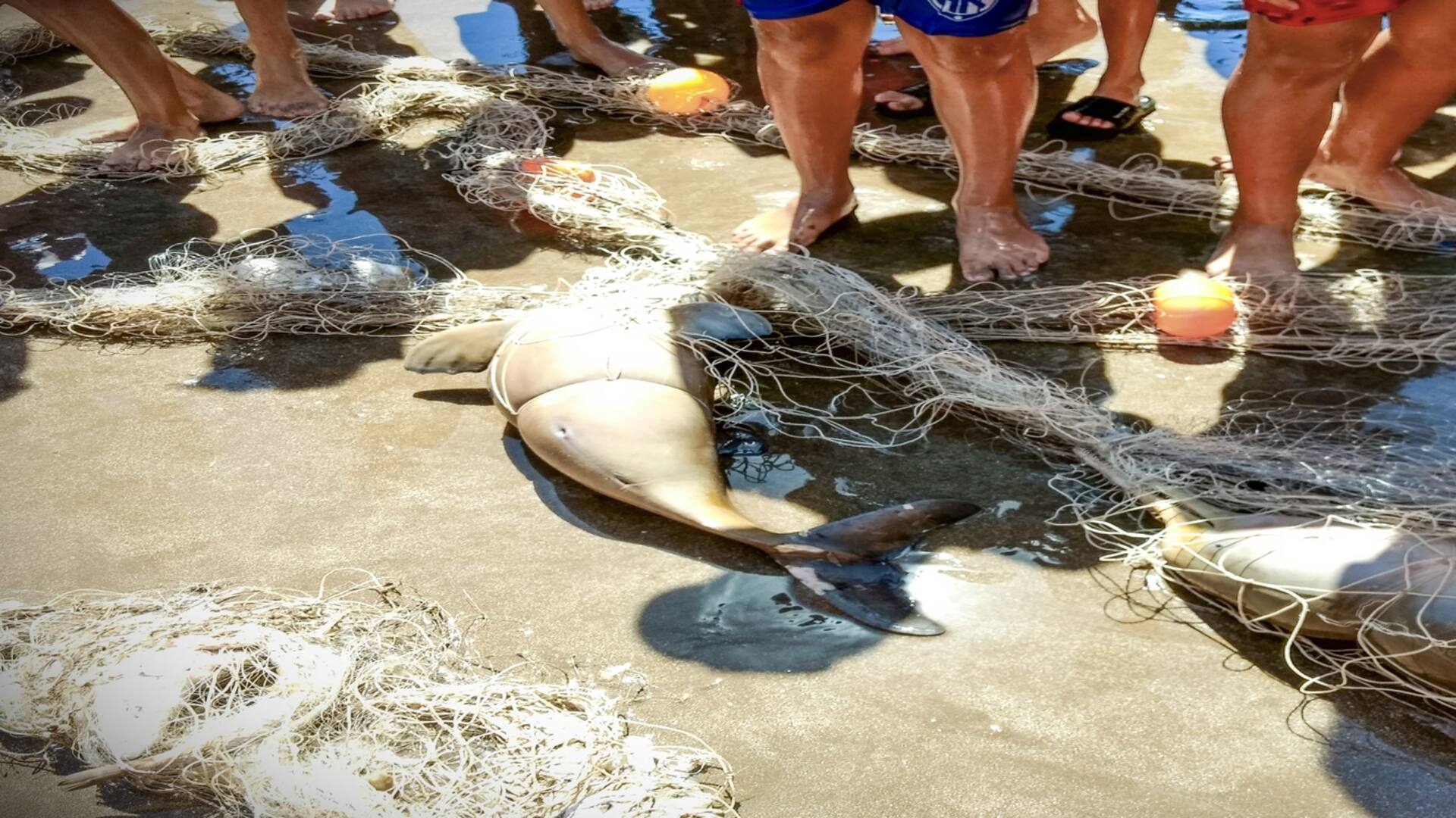 Día Mundial de los Océanos. Cuáles son las especies argentinas afectadas por los residuos