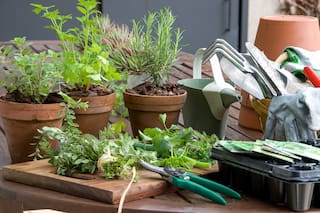 Por qué cultivar un jardín con hierbas aromáticas