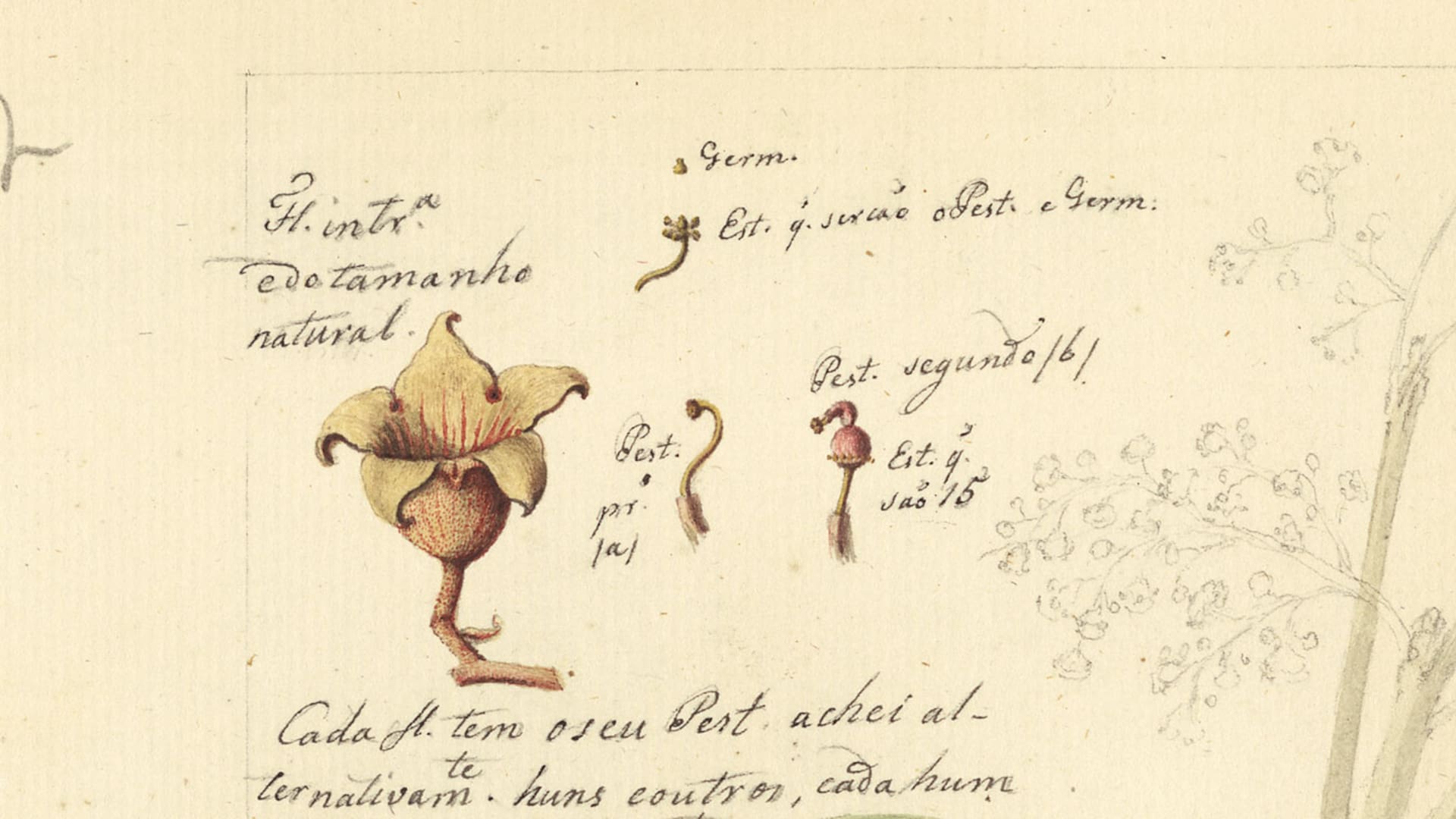 Conocé a los personajes que dejaron una huella en la historia de la botánica