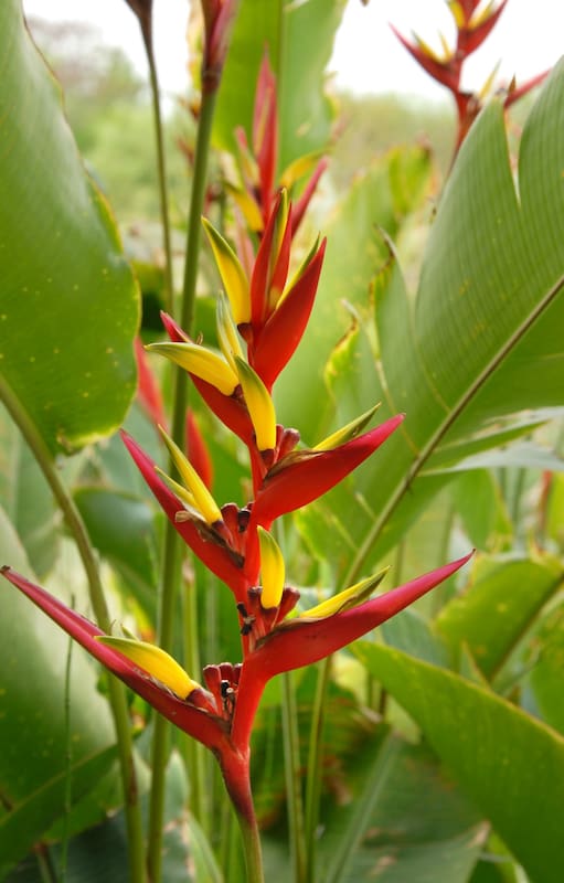 Tropicales: seis plantas trendy que podés tener en tu casa