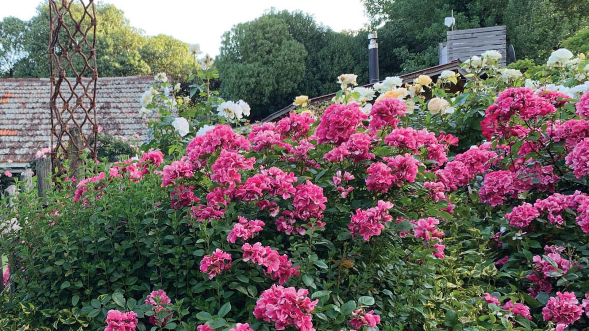 Descanso cerca del mar, en medio de un jardín de rosas inglesas