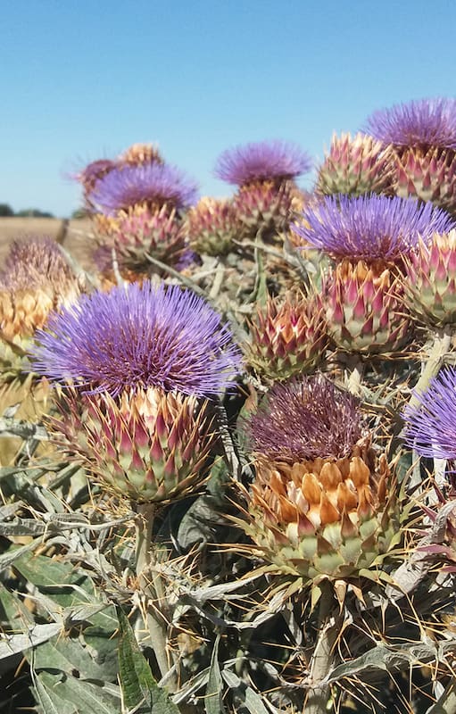 Las plantas que antes arrancábamos por molestas y ahora son tendencia en los jardines