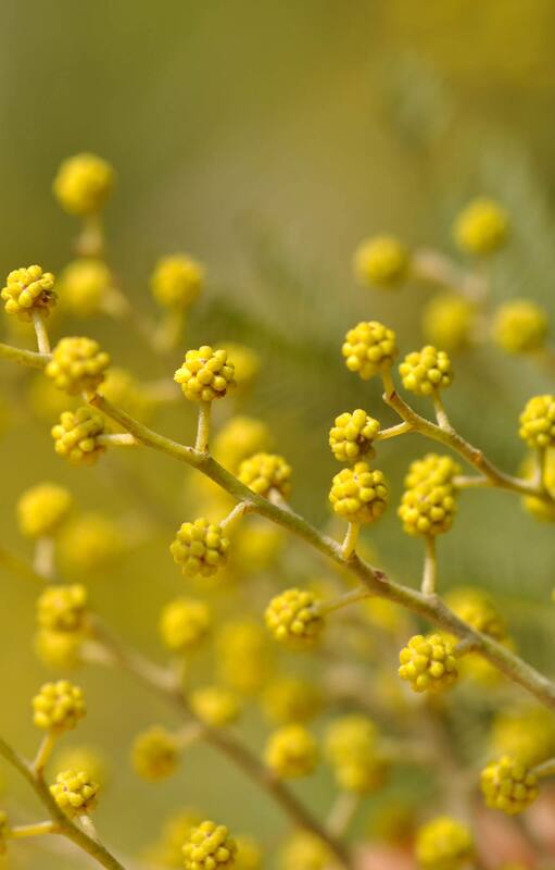 Qué árboles elegir para perfumar el aire con la fragancia de sus flores