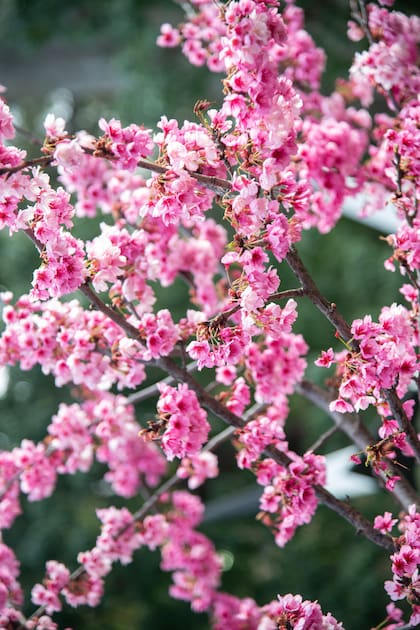 Fotogalería: florecen los cerezos y el Jardín Japonés de Buenos Aires es una fiesta de color y belleza