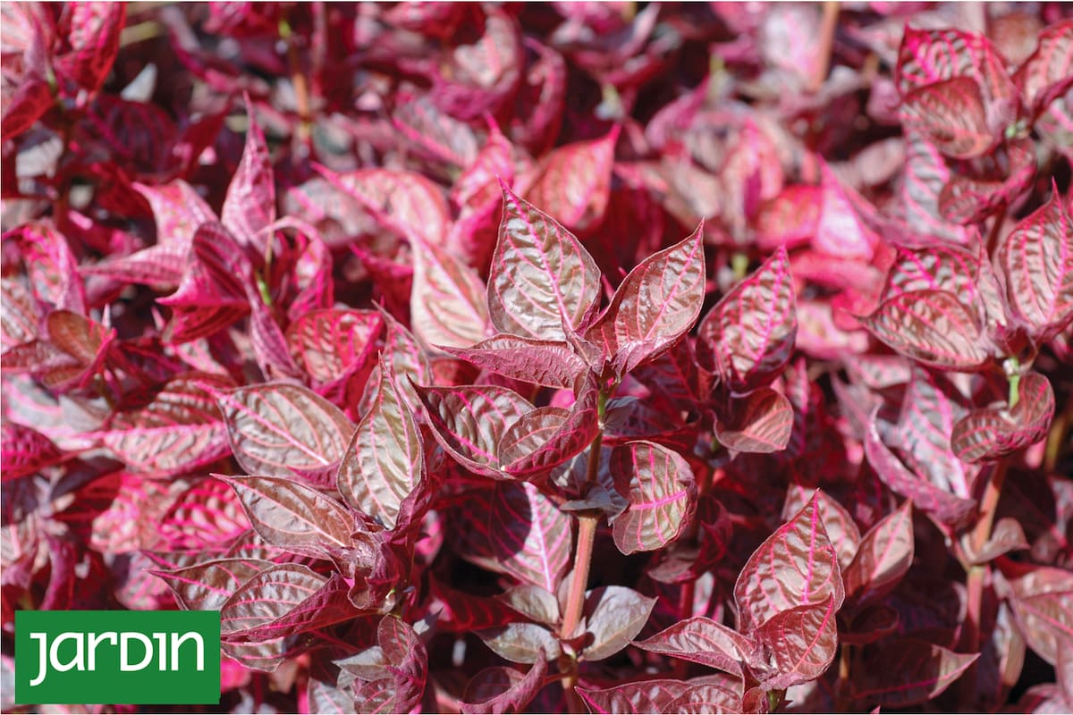 Plantas de hojas rojas o bordó que suman color a tu jardín
