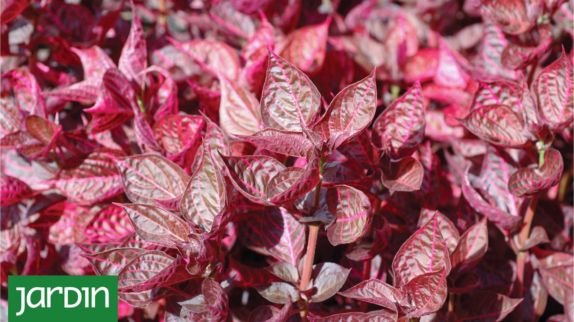 Plantas de hojas rojas o bordó que suman color a tu jardín