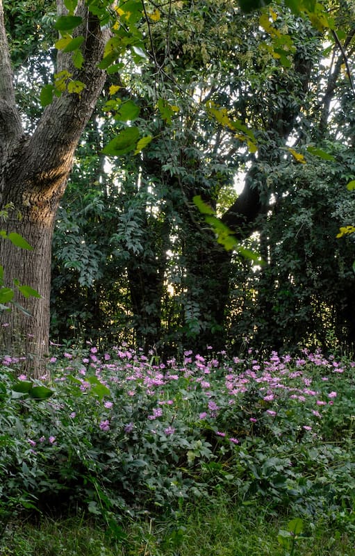 Jardines en sombra: El truco secreto que deberías aplicar este otoño