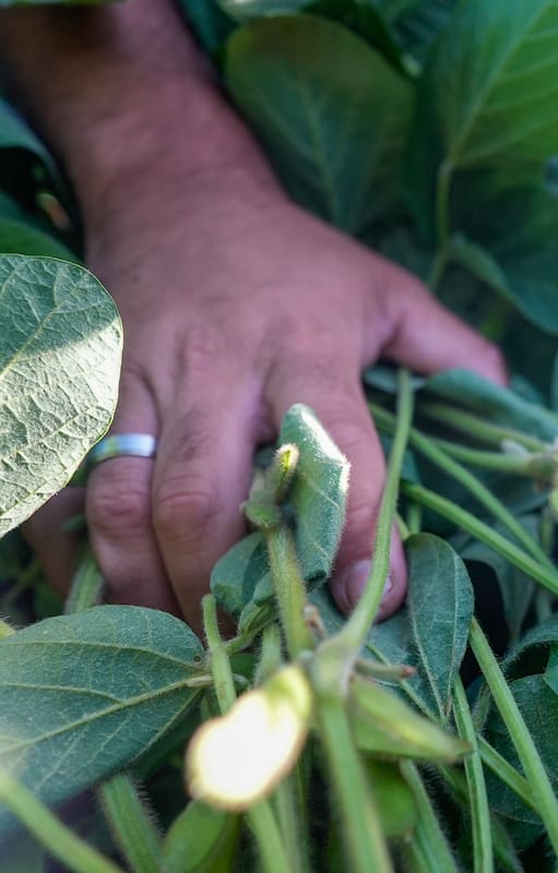 Malezas en soja: una tecnología gana terreno y crece más de 40% en una campaña