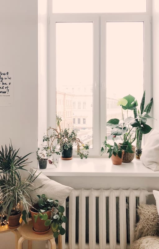Diez soluciones posibles para evitar que mueran tus plantas de interior