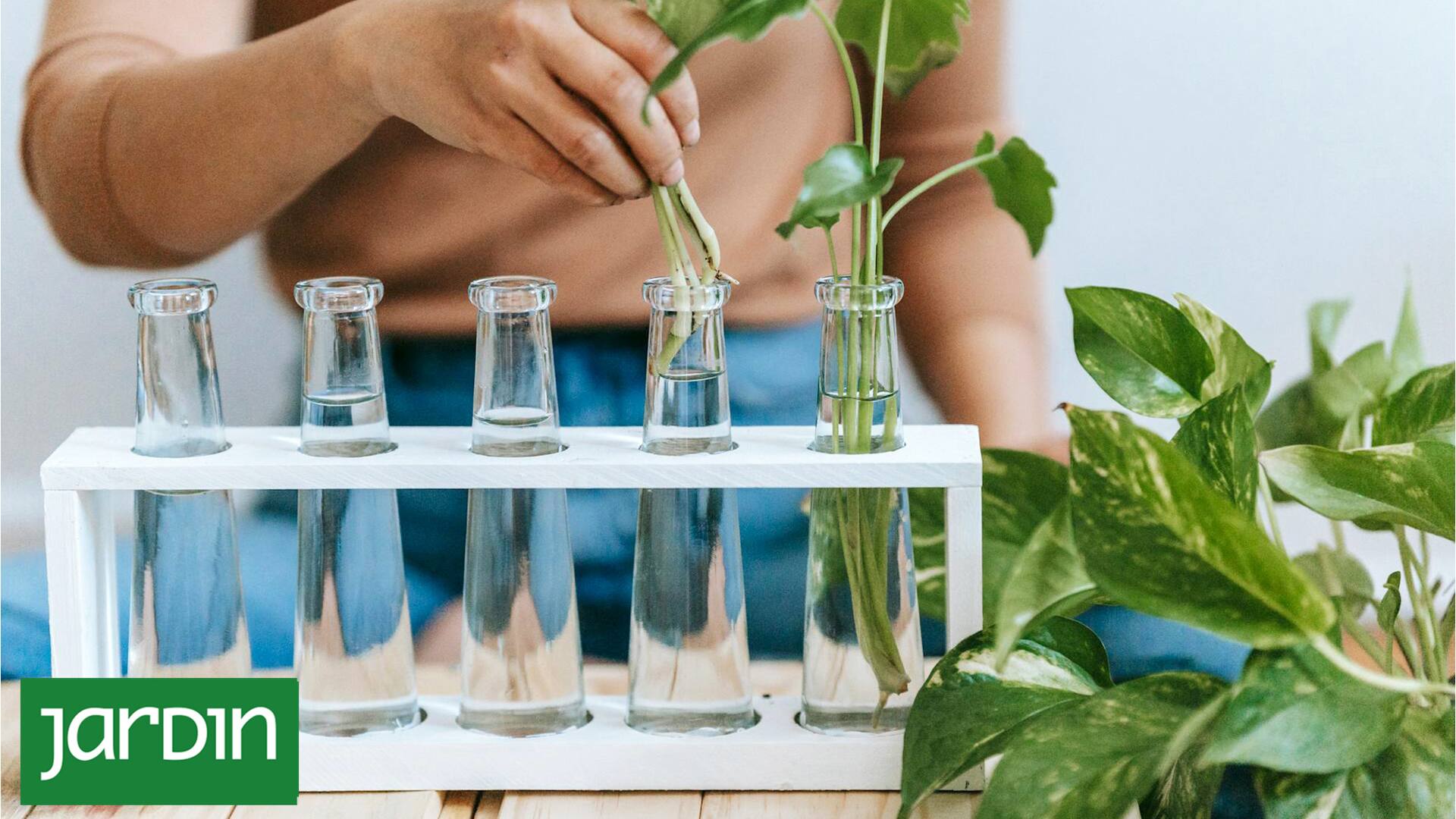 Qué es ponic gardening, cuáles son las técnicas y por qué cada vez tiene más adeptos