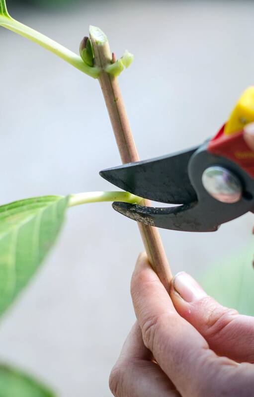 Paso a paso: cómo hacer plantas a partir de pequeños tallos
