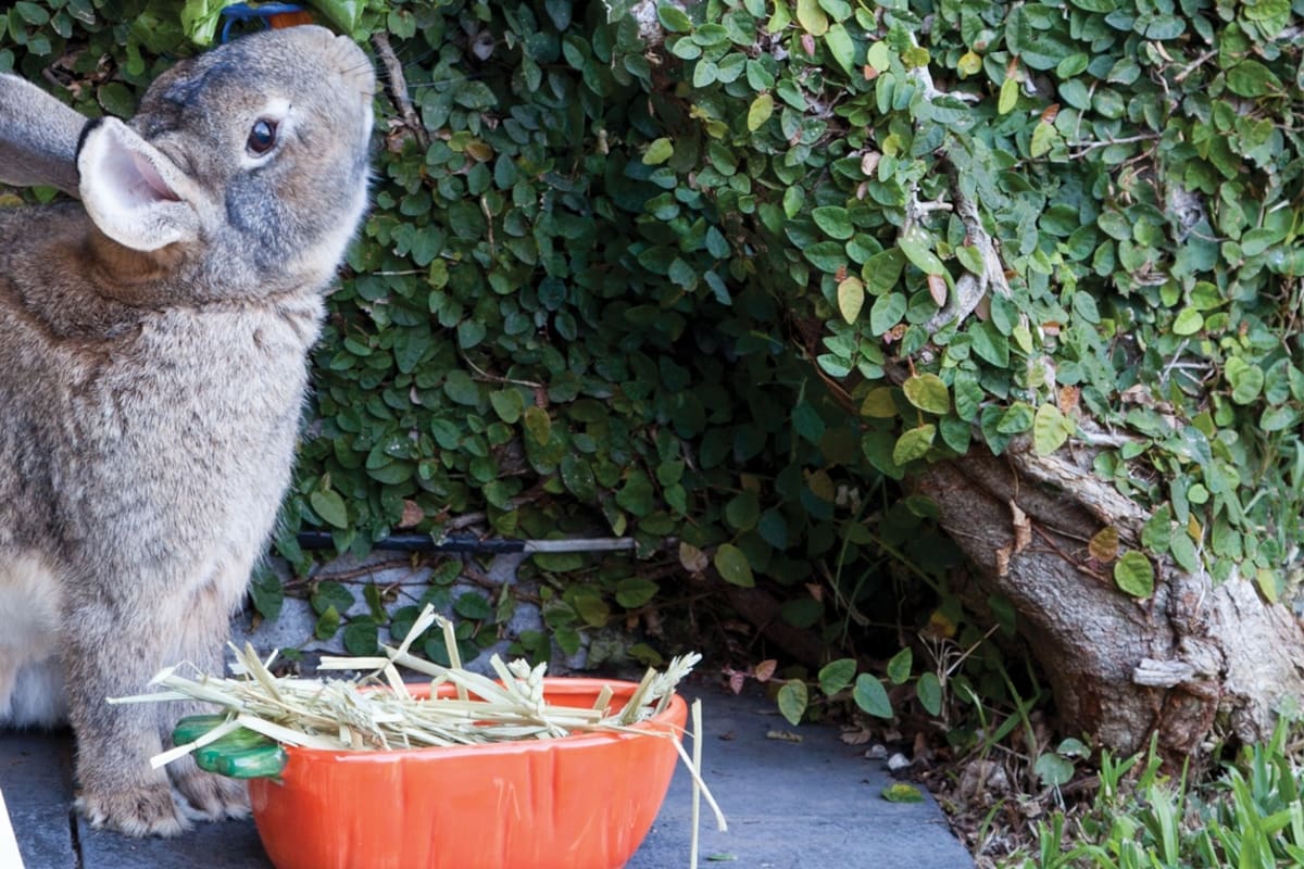 Día del animal: objetos de diseño que alegran la vida de nuestras mascotas