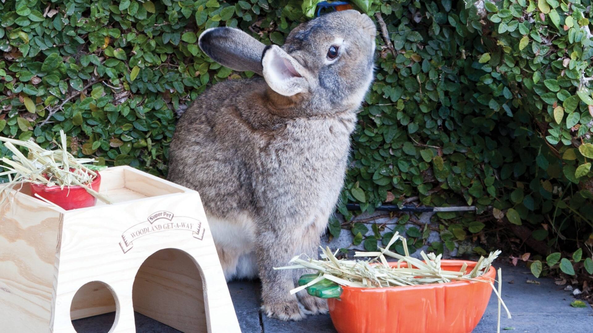 Día del animal: objetos de diseño que alegran la vida de nuestras mascotas